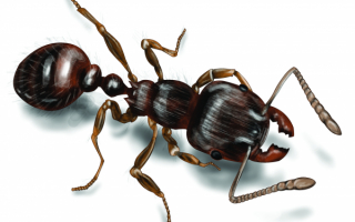 Черный муравей