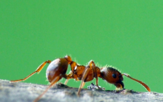 Муравей на дереве