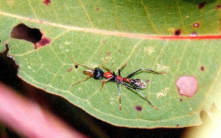 Муравей ищет пищу