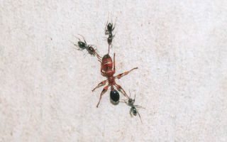 Муравьиная война