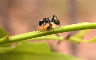 Муравей и цикада