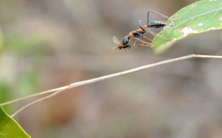 Муравей с добычей