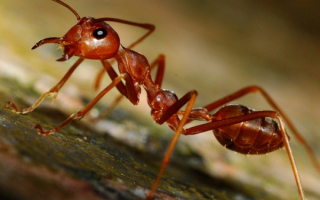 Рыжий муравей