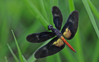 Красивая стрекоза