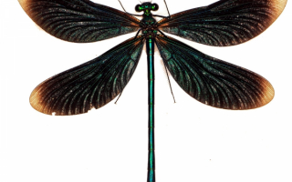 Зеленая стрекоза