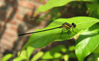 Стрекоза на зеленом листе