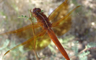 Крупная стрекоза