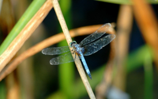 Стрекоза на соломинке