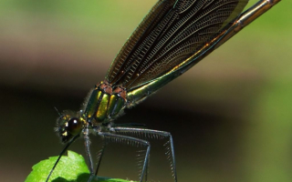 Шестилапая стрекоза