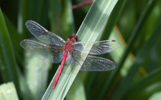 Стрекоза на травинке