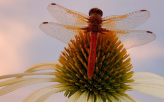 Цветок и стрекоза