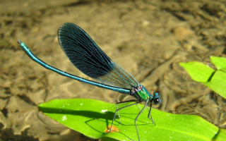Стрекоза присела на листочек