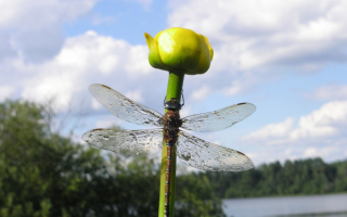 Стрекоза на стебле цветка