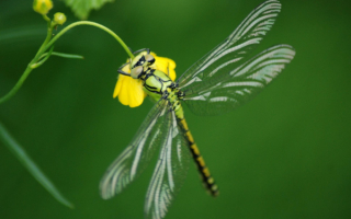 Стрекоза зависла на цветке