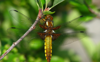 Большая стрекоза
