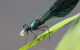 Стрекоза съела бабочку