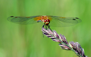 Коричневая стрекоза