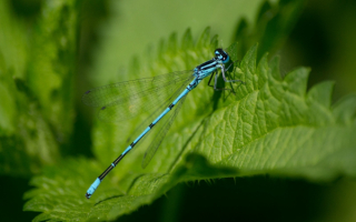 Голубая стрекоза
