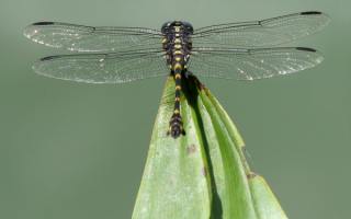 Полосатая стрекоза