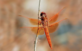 Коричневая стрекоза