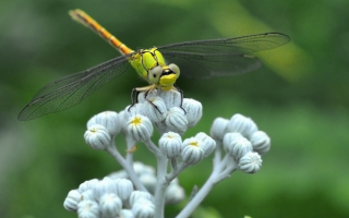 Желтая стрекоза