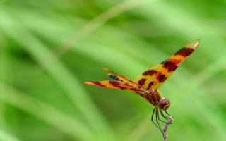 Стрекоза присела на травинку