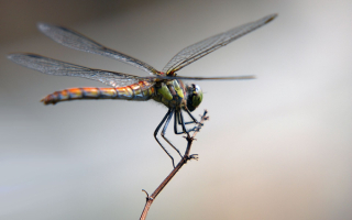 Стрекоза на ветке