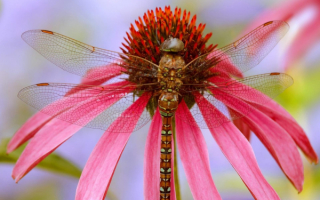 Любимый цветок стрекозы