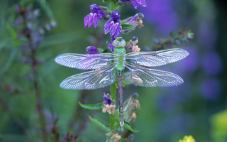 Зеленая стрекоза