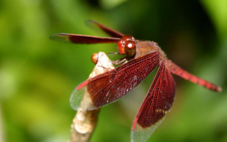 Посадка стрекозы