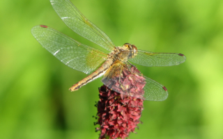 Стрекоза села на цветок