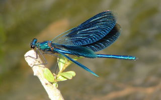 Синяя стрекоза