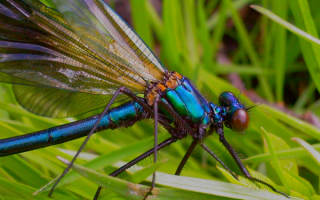 Стрекоза в траве