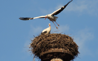 Белый аист летит над гнездом