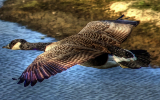 Полет канадского гуся