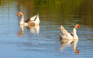 Домашние гуси на воде