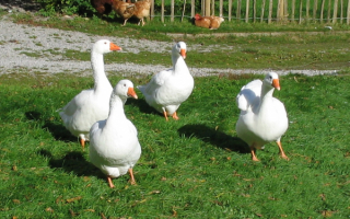 Белые домашние гуси