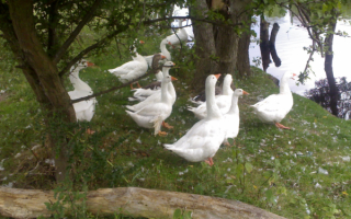 Белые гуси на берегу