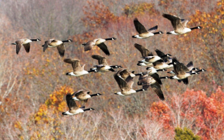 Осенний перелет канадских гусей
