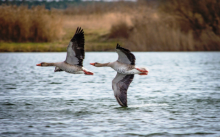 Полет гусей над озером