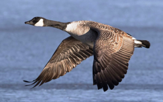 Полет канадского гуся