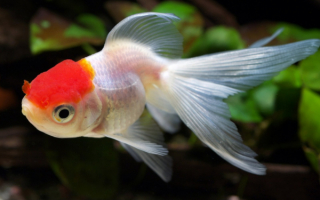 Золотая рыбка в красной шапочке