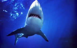 Белая акула вид снизу