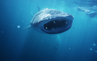 Пасть китовой акулы
