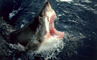 Челюсти большой белой акулы