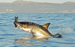 Белая акула ловит приманку