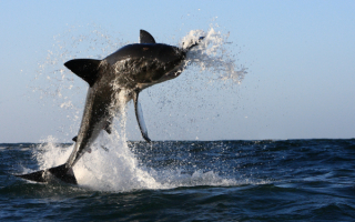 Прыжок белой акулы из воды