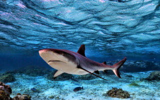 Тупорылая серая акула