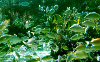 Морские рыбы