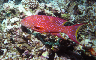 Окунь в Красном море